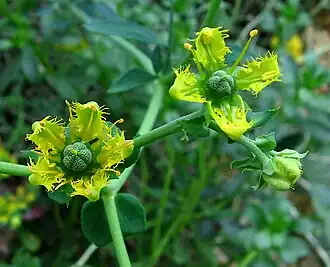 alternativní popis obrázku chybí