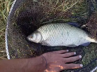 popis obrázku chybí