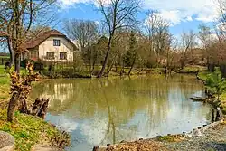 Rybníčky u Barchůvku - rybníček II