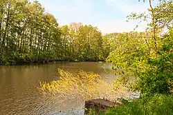 Rybník Prachovna u Morašic