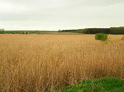 Rákosiny ve východním cípu rybníka