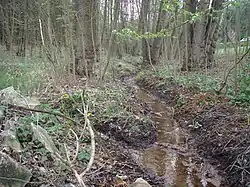 Pacovský potok ve slatině před Žerotínským rybníkem