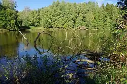 Rybník v zaniklé Jedličné