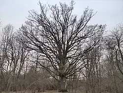 Pohled na celý strom