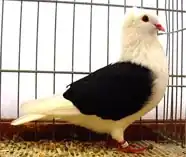 Jihoněmecký štítník černý