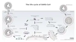 Schéma replikačního cyklu koronaviru