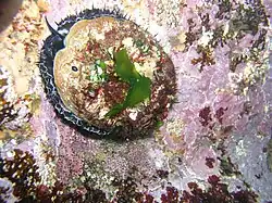 Ušeň červená s ulitou porostlou řasami