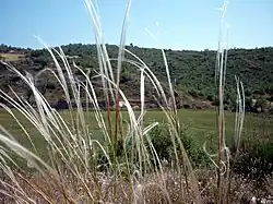 Kavyl Ivanův (Stipa pennata, synonymum Stipa joannis)