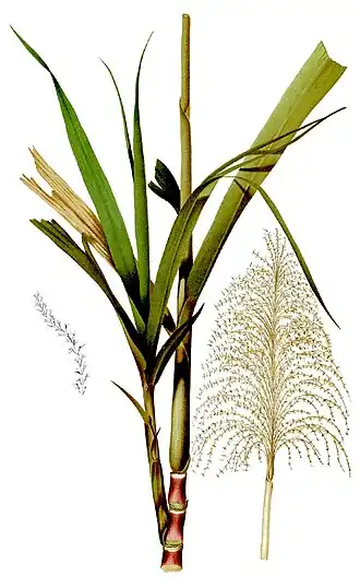 alternativní popis obrázku chybí