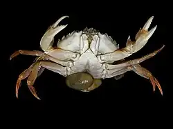 Parazitický kořenohlavec krabí na krabu veslonohém (Liocarcinus holsatus)