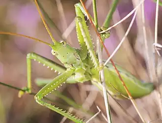 Dospělá kobylka sága