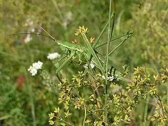 Snadno zaměnitelná kobylka sága díky účinnému maskování