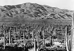Rincon Mountains a Národní park Saguaro
