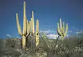 Saguaro national park. Dřeviny chybí, doprovodnou vegetaci tvoří další sukulenty