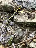 Salamandra salamandra