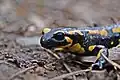 Salamandra salamandra