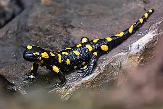 alternativní popis obrázku chybí