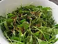 Salát z rukoly (Eruca sativa)