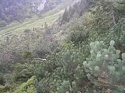 hustá křovina kleče, jeřábů, vrb a nízkých smrčků na svahu