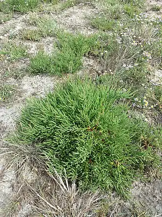 alternativní popis obrázku chybí