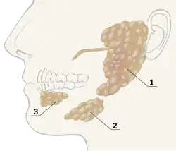 Slinné žlázy člověka: 1) příušní žláza 2) podčelistní žláza 3) podjazyková žláza