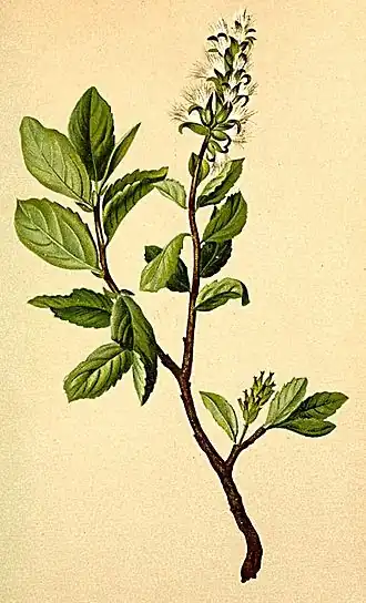 Salix myrsinifolia