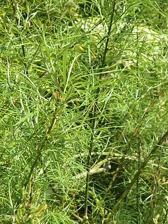 alternativní popis obrázku chybí