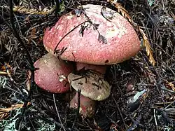 Rubroboletus pulcherrimus
