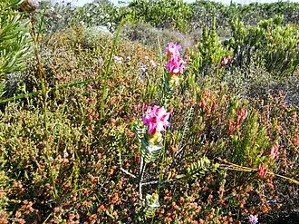 alternativní popis obrázku chybí