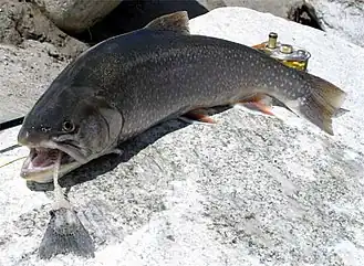 alternativní popis obrázku chybí