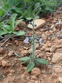 Drobný polokeřík v suché kamenité půdě