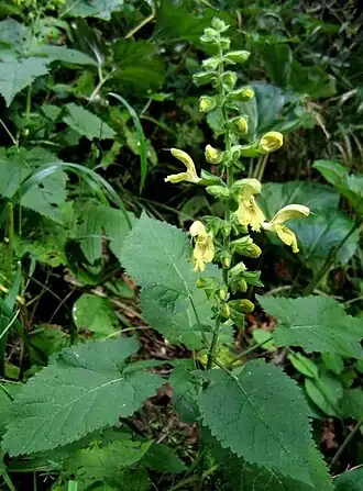 Žlutě kvetoucí šalvěj lepkavá v lese