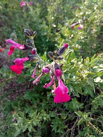 alternativní popis obrázku chybí