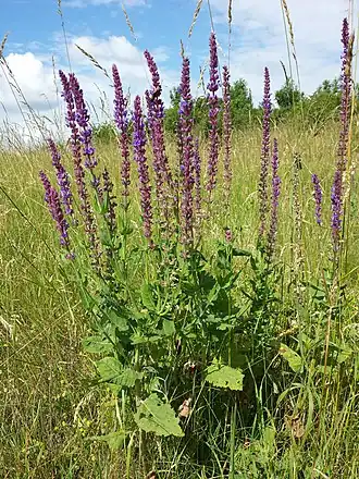 alternativní popis obrázku chybí