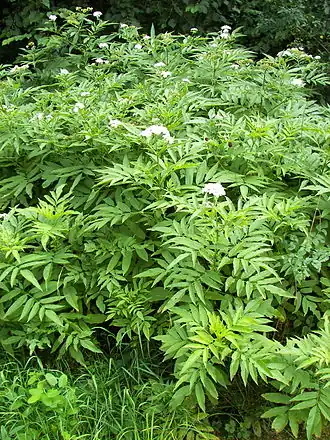 alternativní popis obrázku chybí