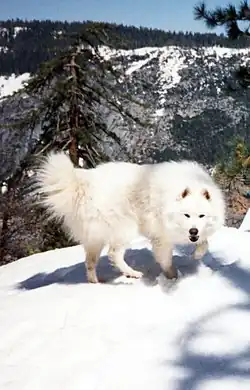Samojed