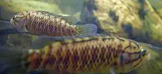 alternativní popis obrázku chybí