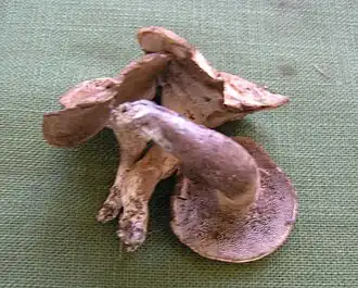 alternativní popis obrázku chybí