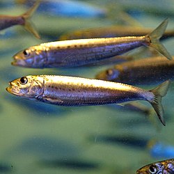 alternativní popis obrázku chybí