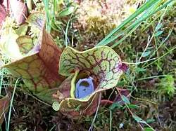 Špirlice (Sarracenia purpurea)[5]