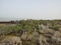 Sarykamyšské jezero (Uzbekistán)