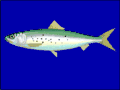 Sardinka tečkovaná (Sardinops sagax)