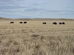 Grasslands National Park v Saskatchewanu