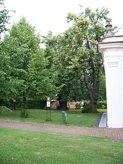 památné lípy za kapličkou