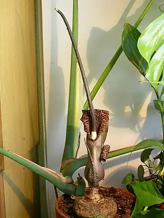 alternativní popis obrázku chybí