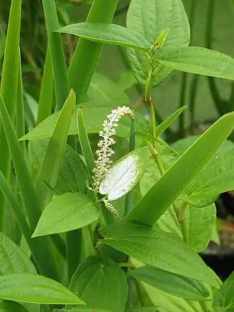 alternativní popis obrázku chybí