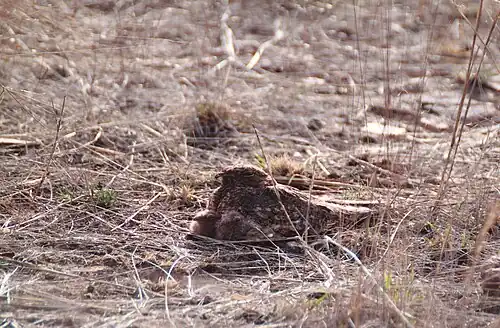 Hnízdící lelek džunglový s mláďaty