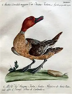 Ornithologia methodice digesta, 1767–1776