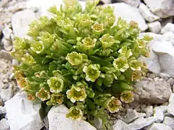 lomikámen Steinbrechův (Saxifraga fachinii)