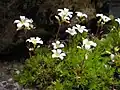 lomikámen Saxifraga tenella